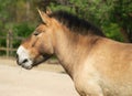 Horse Przewalski detail Heads,
