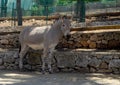 Horse Przewalski in Fasano Apulia safari zoo Italy