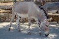 Horse Przewalski in Fasano Apulia safari zoo Italy