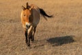 Horse Przewalski`s animal in steppe, Askaniya-Nova, Ukraine