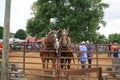 Horse pull at Adams, Tennessee during the 51st annual Tennessee Kentucky Threshermen Show