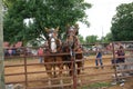 Horse pull at Adams, Tennessee during the 51st annual Tennessee Kentucky Threshermen Show