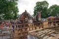 Horse pull at Adams, Tennessee during the 51st annual Tennessee Kentucky Threshermen Show