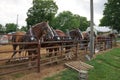 Horse pull at Adams, Tennessee during the 51st annual Tennessee Kentucky Threshermen Show