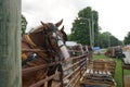 Horse pull at Adams, Tennessee during the 51st annual Tennessee Kentucky Threshermen Show