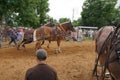 Horse pull at Adams, Tennessee during the 51st annual Tennessee Kentucky Threshermen Show