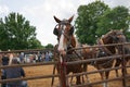 Horse pull at Adams, Tennessee during the 51st annual Tennessee Kentucky Threshermen Show