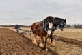 Horse Pulled Plough on Farmland Field in Rural England
