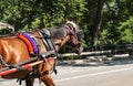 Horse pulling carriage in central park Royalty Free Stock Photo