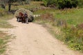 Horse pulling a carriage of hay Royalty Free Stock Photo