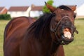 Horse Pulling Funny Face Royalty Free Stock Photo