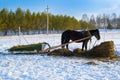 Horse pulling sleigh in winter . Old winter transport. Sunset. Horse eating hay in the snow Royalty Free Stock Photo