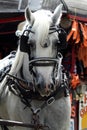 A Horse Pulls A Carriage With Blinders