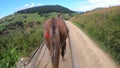 Horse pulls a chaise on a dirt path on a sunny day Royalty Free Stock Photo