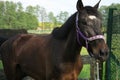 Horse in a purple halter Royalty Free Stock Photo