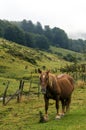 Horse in the Pyrenees mountains Royalty Free Stock Photo