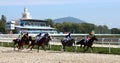 Horse race. Royalty Free Stock Photo