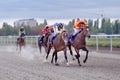 Horse race Royalty Free Stock Photo