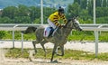 Horse race in Pyatigorsk Royalty Free Stock Photo