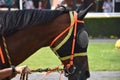 Horse Race Royalty Free Stock Photo