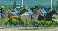 Horse race for the Oaks prize among akhal-teke horses Royalty Free Stock Photo