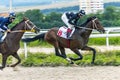 Horse race in Pyatigorsk hippodrome Royalty Free Stock Photo