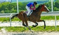 Horse race of Pyatigorsk hippodrome Royalty Free Stock Photo
