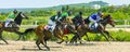 Horse race in Pyatigorsk hippodrome