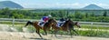 Horse race in Pyatigorsk hippodrome