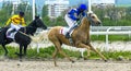 Horse race in Pyatigorsk hippodrome Royalty Free Stock Photo