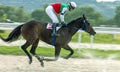 Horse race in Pyatigorsk.