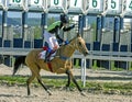 Horse race in Pyatigorsk