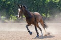 Horse race at the racetrack during training Royalty Free Stock Photo