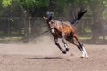 Horse race at the racetrack during training Royalty Free Stock Photo