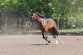 Horse race at the racetrack during training Royalty Free Stock Photo