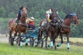 Horse race. Three horses in harness Royalty Free Stock Photo