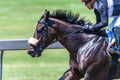 Horse Racing Jockey Closeup Speed Motion