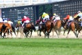 Horse Racing Royalty Free Stock Photo