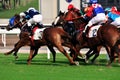 Horse racing game of Hongkong