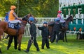 UK Horse racing. Starting Stall handlers at work. Royalty Free Stock Photo