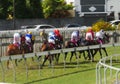 Horse racing - after horses have passed Royalty Free Stock Photo