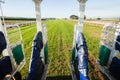 Horse Racing Inside Start Gate Track Royalty Free Stock Photo