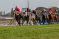 Horse Racing Jockeys Grass Royalty Free Stock Photo