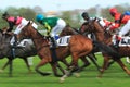 Horse racing in Prague - Sicilie, Sartina, Kaptah Royalty Free Stock Photo