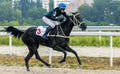 Horse racing for the prize of the Absenta in Pyatigorsk. Royalty Free Stock Photo