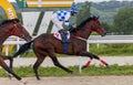 Horse racing for the prize of the Bolshoi Letni.. Royalty Free Stock Photo