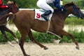 Horse racing for the prize of the Letni in Pyatigorsk. Royalty Free Stock Photo