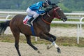 Horse racing for the prize of the Ogranichitelni in Pyatigorsk.