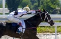 Horse racing in Pyatigorsk,Northern Caucasus,Russia. Royalty Free Stock Photo