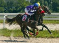 Horse racing in Pyatigorsk. Royalty Free Stock Photo